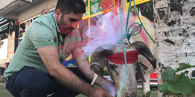 Kars'ta gelin adayına 'süslü koç gönderme geleneği' sürüyor