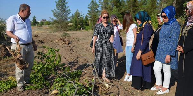 Batman Belediyesi'nin ağaç kesimine vatandaşlardan tepki