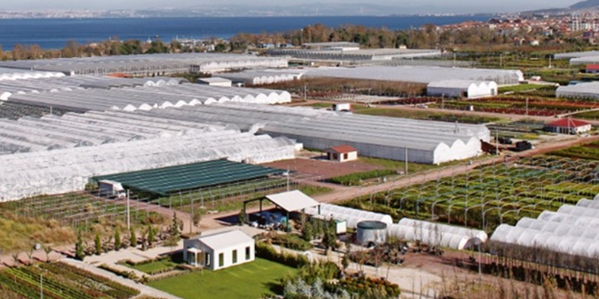 S�s bitkileri �lke ekonomisine 120 milyon lira kazand�racak