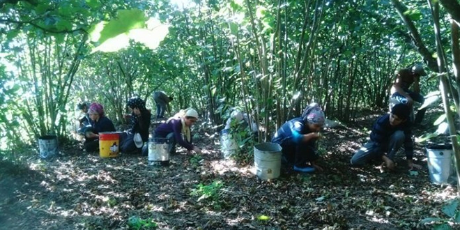 Ordu Valisi: L�tfen f�nd�k toplama i�ine ara verelim