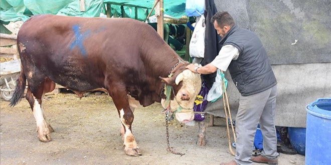 Kurban pazar�n�n 'Pa�a's� 25 bin liraya sat�ld�