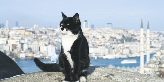 DNA analizi yapld, kedilerin anavatan Trkiye kt
