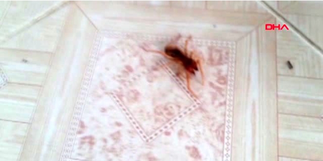 Kahramanmaraş'ta görüldü...15 cm uzunluğunda örümcek