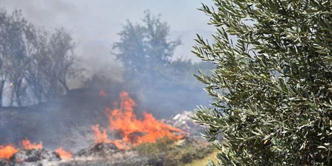 Manisa'da yaklaşık 300 zeytin ağacı yandı