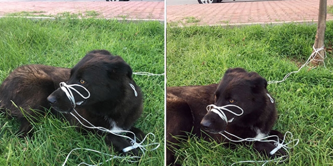 Köpeğin ayağını ve ağzını bağlayıp, ölüme terk ettiler