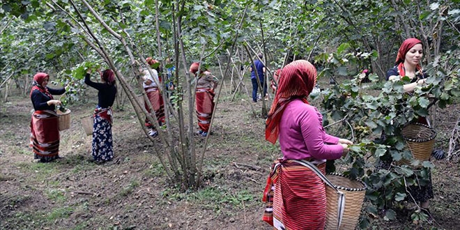 TMO bayramdan sonra f�nd�k al�m�na ba�l�yor