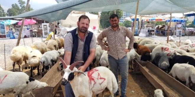 4 boynuzlu koç, açık artırmayla satışa sunuldu