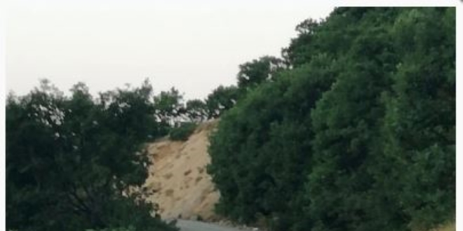 Pülümür'de koruma altındaki vaşak fotoğraflandı