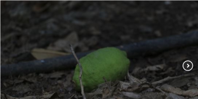 Poyrazn vurduu limonda ihracat endiesi