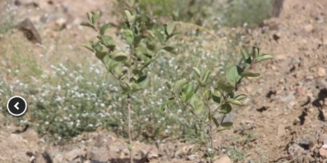 'Süper Meyve' Aronia, Yusufeli'nde yetiştirilmeye başlandı