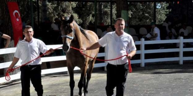 Safkan Arap taylarından 3 milyon 675 bin lira gelir