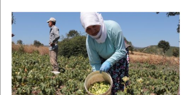 Tarlada 4 lira, pazarda 16 lira