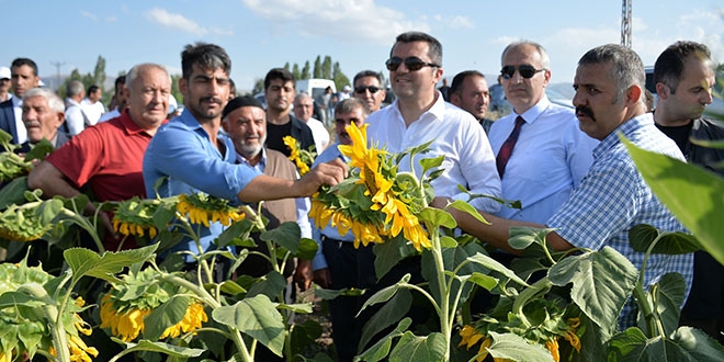 Vali Memiş, tarla biçti, yevmiye istedi