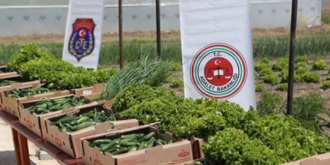 Hükümlüler, toplum yararına hizmet etmek için çalıştı