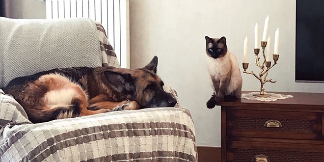 Kedi ile köpeğin dostluğu görenleri şaşırtıyor