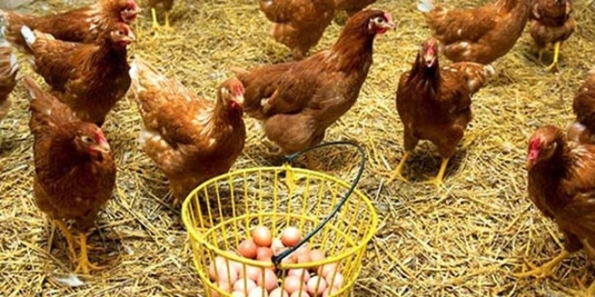Kümes hayvancılığı üretimi verileri açıklandı
