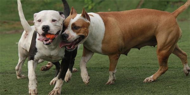 Bu köpekleri besleyene 7 bin lira ceza