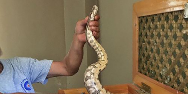 Valizinde boa y�lan� ta��yan yolcuya para cezas�