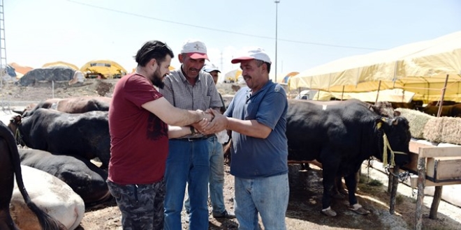 Kurban pazarlıkları devam ediyor