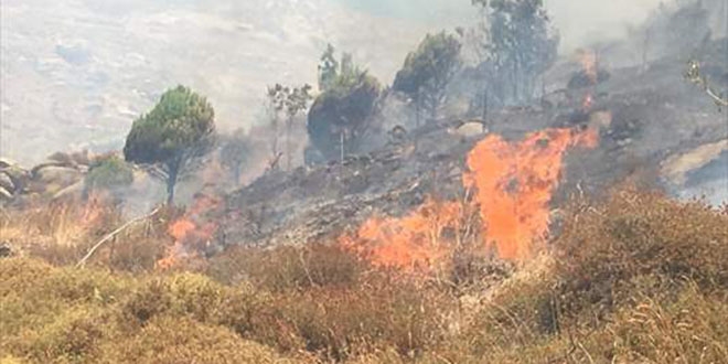3 helikopter, Marmara adasındaki yangın için bölgeye ulaştı