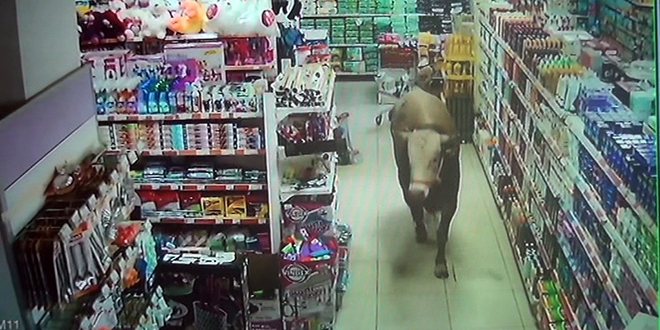 Kurbanlık dana girdiği marketi yerle bir etti