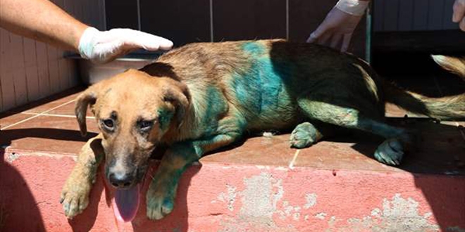 Kesici aletle yaralanan köpek tedaviye alındı