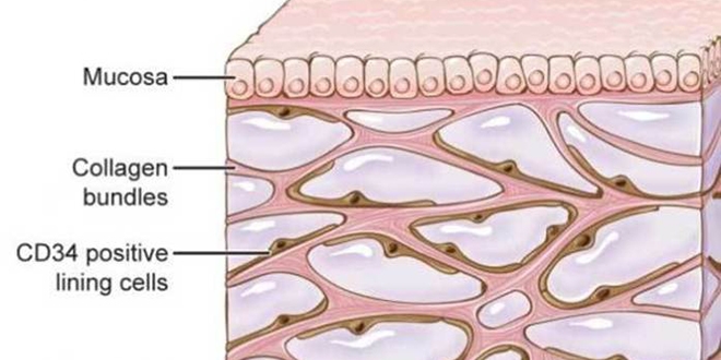 Cilt altında yeni organ keşfedildi, ağrıların nedeni olabilir