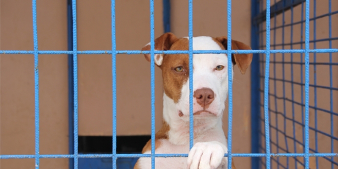 Veteriner: Pitbull saldırıyorsa kabahat sahibindedir