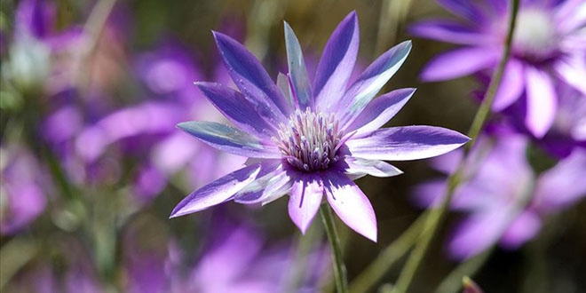 Mor karanfilli Aras Da�lar� g�z kama�t�r�yor