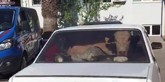 Kaçan otomobillerden 2 inek çıktı!