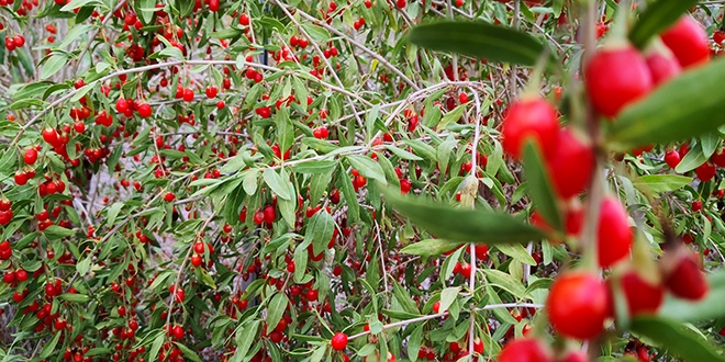 Aksaray'ın Oscar kalite ödüllü goji berry'si dünyaya ihraç ediliyor