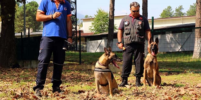 Altın burunlu köpekler AFAD'da yetişiyor