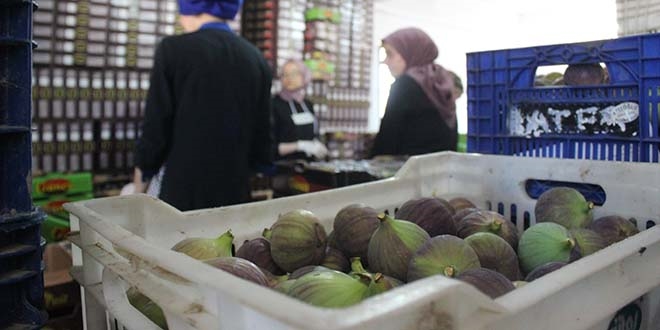 D�nyada sadece Bursa'da yeti�iyor ama alan yok