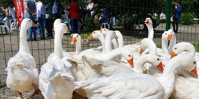 Ordulu çiftçilerin yüzü 'kaz'lar ile güldü