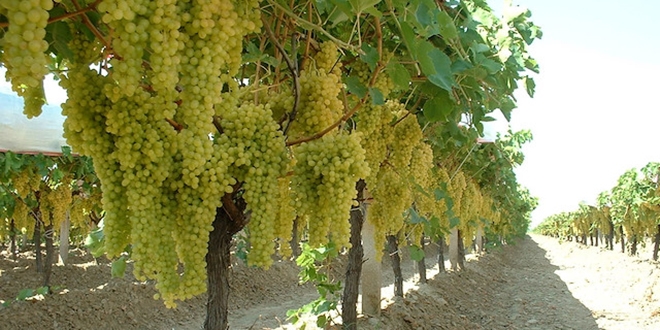 'Manisa sultani �ekirdeksiz �z�m�' Avrupa Birli�i yolunda