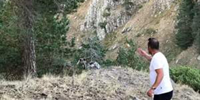 Pikniğe giden ailenin davetsiz misafiri: Boz ayı