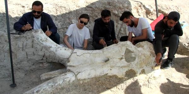 Kayseri'de 7,5 milyon yllk dev fosil bulundu