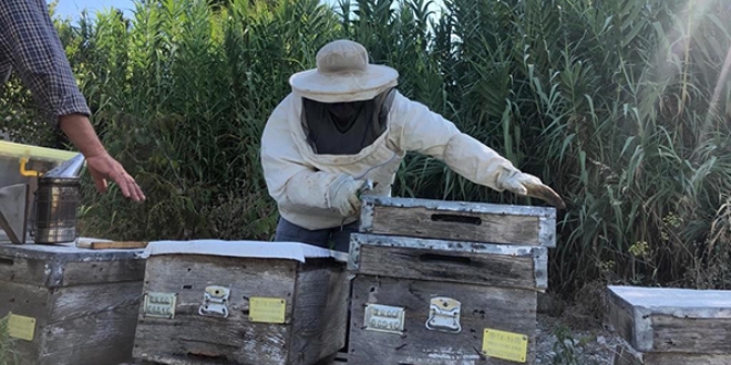 R�zgar enerji santralinde do�al bal �retimi