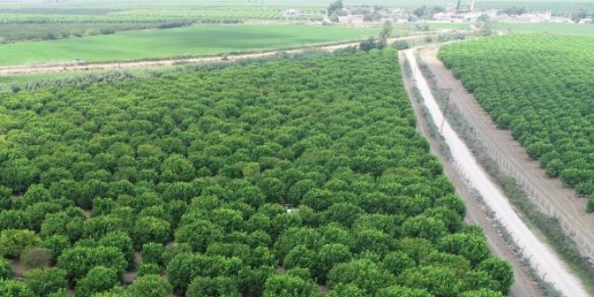 TARSİM'den çiftçilere 5,4 milyar TL ödeme