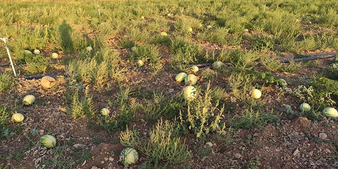 Mardin'de satılmayan karpuzlar tarlada çürüdü