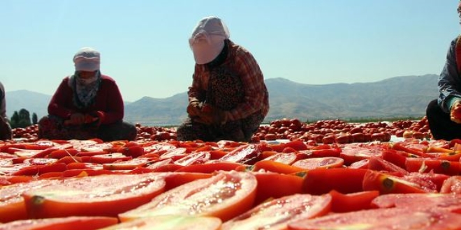 Elazığ'ın kuru domatesleri dünya sofralarında