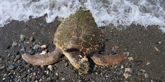 Caretta carettayı çekiçle yaralamışlar