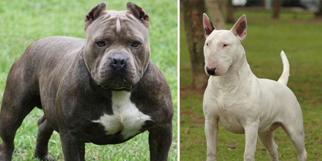 Valilik duyurdu! Bu köpekleri besleyenlere ceza