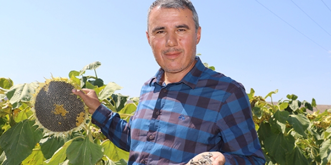 Beyaz çekirdek para etmeyince çareyi siyahında buldu