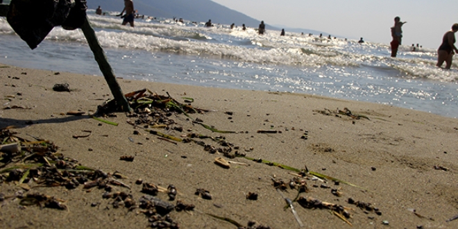 Binlerce bal ar�s� telef olarak sahile vurdu