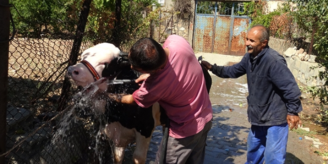 Bu da hayvan y�kama servisi