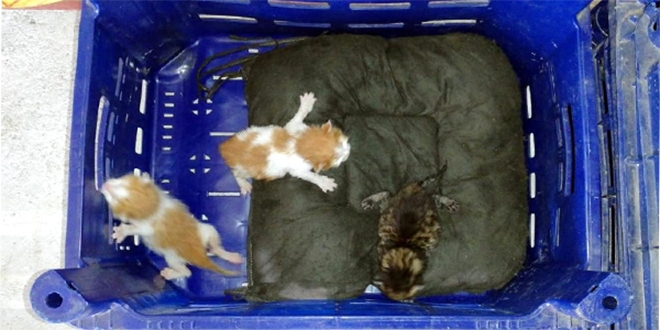 3 yavru kedi, domates kasasnda stanbul'dan Antalya'ya geldi
