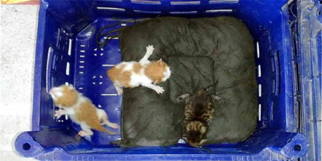 3 yavru kedi, domates kasasında İstanbul'dan Antalya'ya geldi