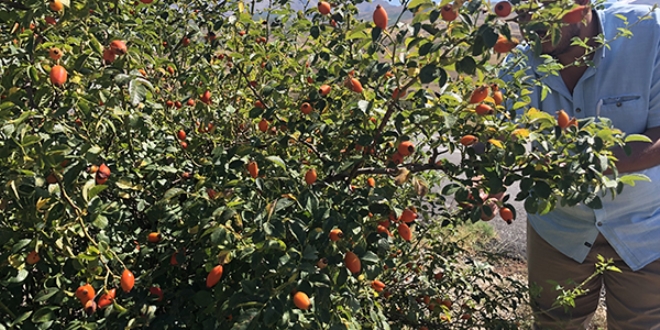 Dağlardan gelen lezzet geçim kaynağı oldu