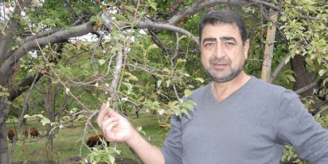 Havalara aldanan erikler sonbaharda çiçek açtı